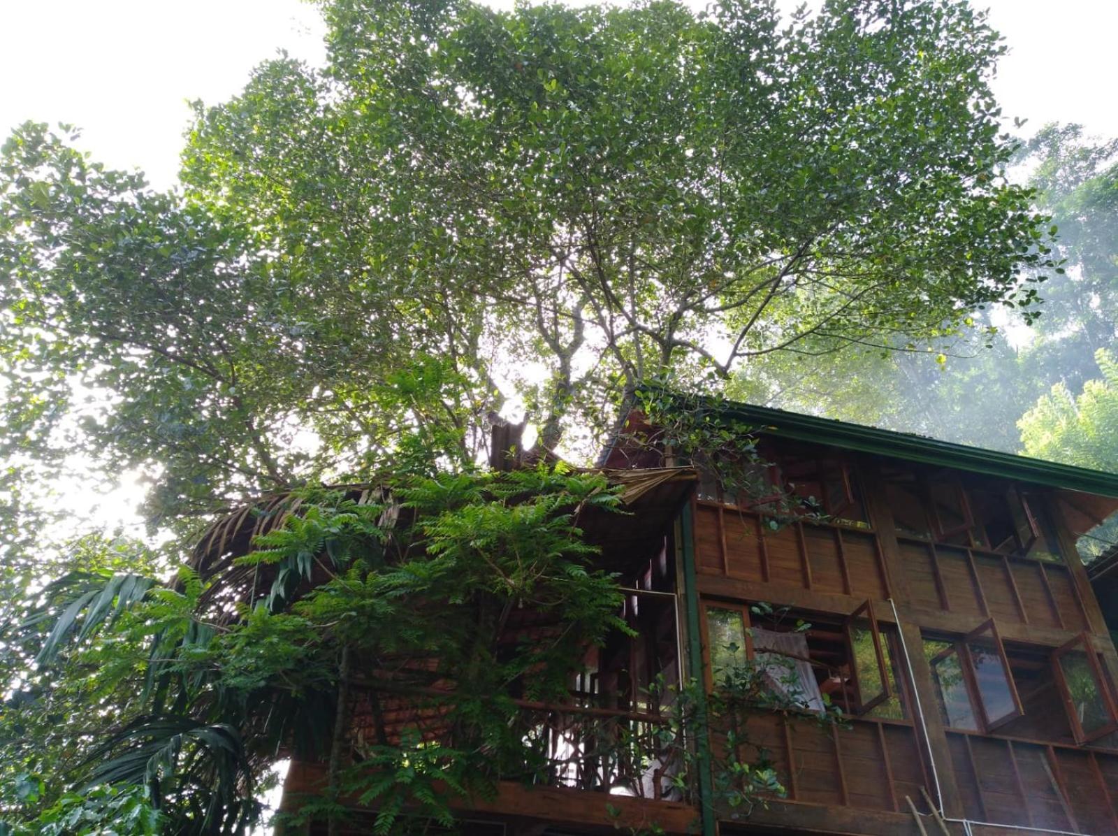 Hotel Ella Treehouse Exterior foto